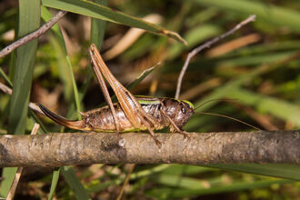 A female bog bush-cricket standing on a branch. It's a brown insect with incredibly long back legs, long antennae and a long, upcurved ovipositor
