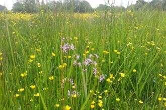 Ragged robin and buttercup flowers in meadow at Sturts Nature Reserve