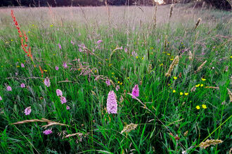 A colourful display of common spotted orchids at Quebb Meadow Nature Reserve