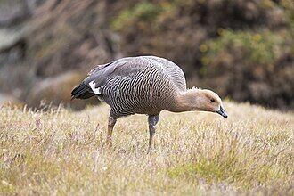 Upland Goose in grassy habitat