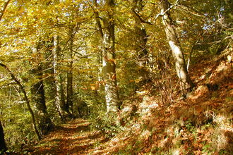Beech woodland in autumn with a carpet of fallen leaves and sun shine on the bark of trees
