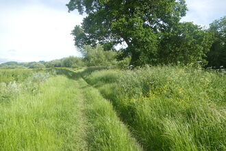 meadow in June