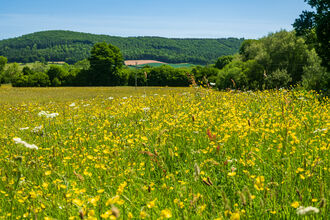 Wildflower meadow in Norton Canon
