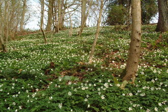 A carpet of wood anemones on the woodland floor