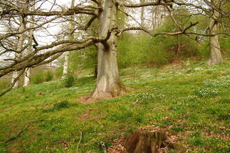 A view of wood pasture habitat at Crow Wood