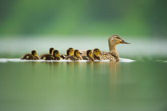 Mallard and Duckings