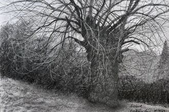 Charcoal drawing of a pollarded tree in winter