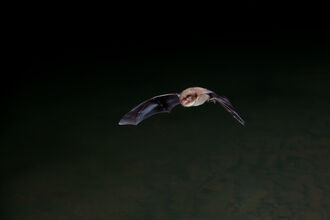 Bat flying