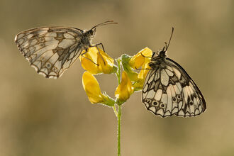 Marble White Butterflies