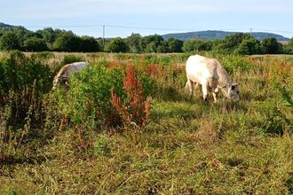 Two white cows grazing 