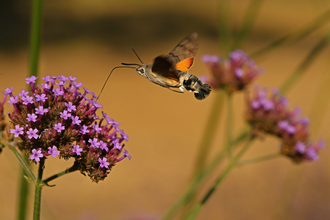Hummingbird hawk-moth nectaring on the purple flowers of verbena bonariensis