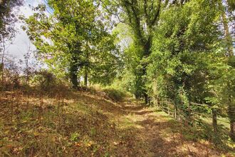 View through sunny woodland