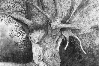 Charcoal drawing of an ancient tree