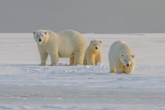 Polar bear family in the snow