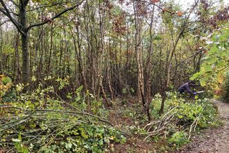 Coppiced woodland
