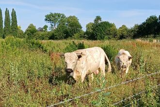 Image of two white park cattle in meadow behind barbed wire fence