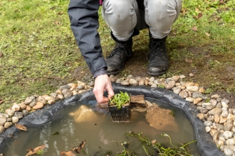 Planting a plant into a small garden pond.