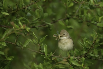 Small grey-brown bird with an insect in its mouth perched on a branch in a green hedge