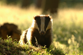 Badger crossing grassland