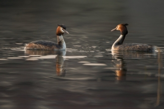 Pair of great crested grebe