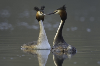 Two long-necked birds on a lake facing each other