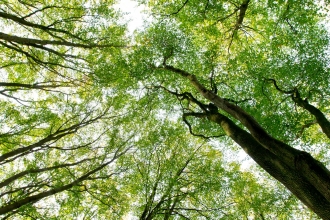 Looking up into branches