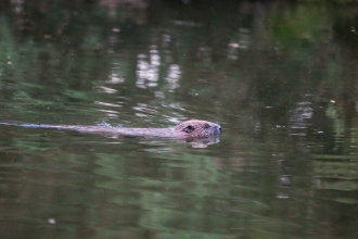 Beaver swimming