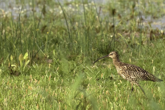 Brown bird with long legs and beak walking though tall grass