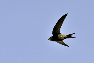 small dark bird in flight against blue sky
