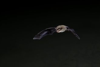 Bat with outstretched wings, flying, against dark background