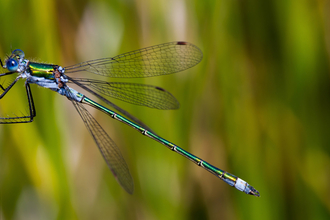 Blue damselfly resting on a vertical stem