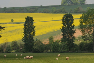 Farmed landscape with grazing sheep in foreground and yellow fields sloping above