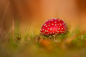 Red toadstool with white spots with out-of-focus grassy background