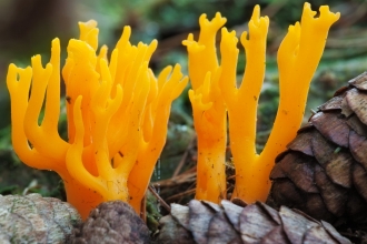 Fingers of yellow antler fungus emerging amongst pine cones