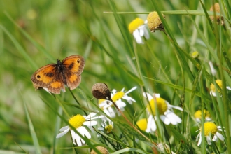Gatekeeper butterfly amongst grass and ox-eye daisies