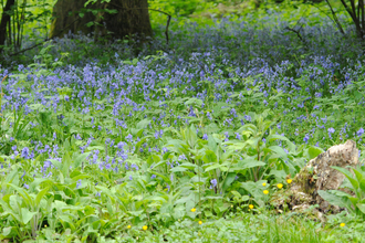 Rookhill Coppice nature reserve