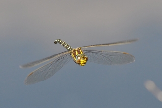 Dragonfly in flight