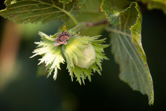 Hazel nut