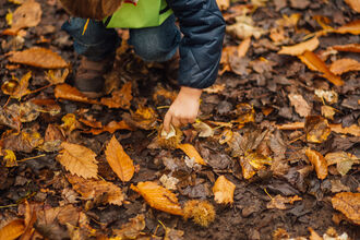 child picking up sweet chestnuts among autumn leaves