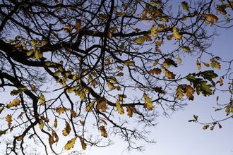 View upwards into branches silhouetted against the sky with some golden oak leaves hanging on.