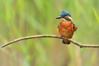 Kingfisher sat on a protruding stick