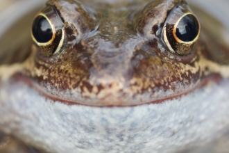 Common Frog
