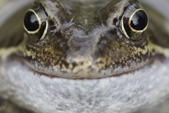 Close up of frog face 'smiling'