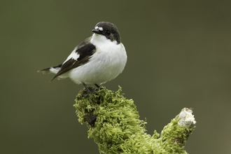 Small black and white bird perched on a mossy branch