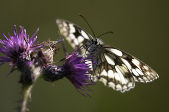 Marbled white butterfly