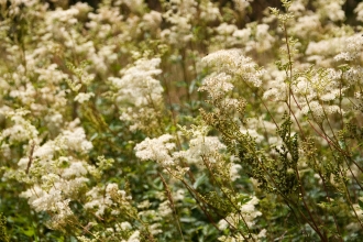 Meadowsweet in flower