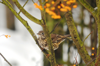 Brown bird amongst tree branches with orange berries in the foreground