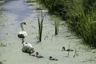 Two swans followed by four cygnets swimming away along a stream