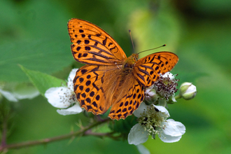 Orange and black butterfly on a small white bramble flower