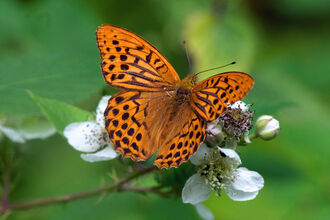 Silver-washed fritillary